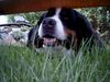 Berner Sennenhund Hund