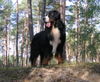 Berner Sennenhund Hund