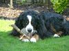 Berner Sennenhund Hund