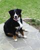 Berner Sennenhund Hund