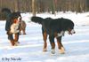 Berner Sennenhund Hund