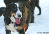 Berner Sennenhund Hund