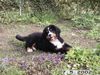 Berner Sennenhund Hund