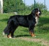 Berner Sennenhund Hund