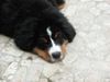 Berner Sennenhund Hund