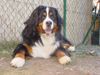 Berner Sennenhund Hund