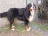 Berner Sennenhund Hund