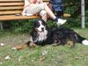 Berner Sennenhund Hund