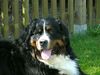 Berner Sennenhund Hund