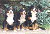 Berner Sennenhund Hund