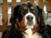 Berner Sennenhund Hund