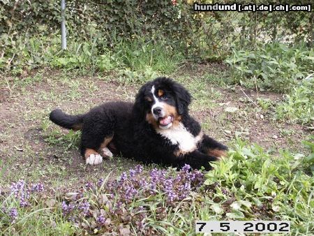 Berner Sennenhund pup 