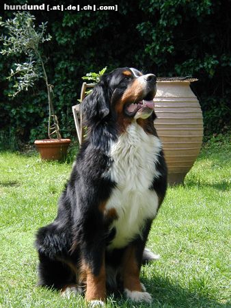 Berner Sennenhund Bonita v.d. Weyenberg