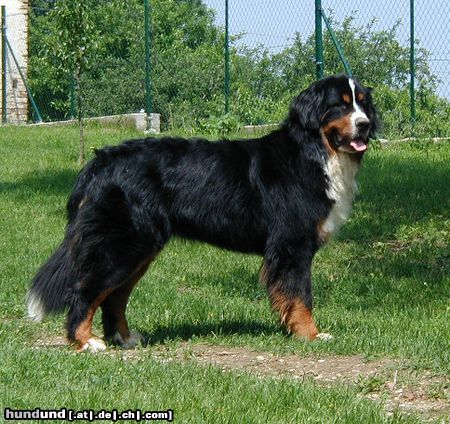 Berner Sennenhund Bonita v.d. Weyenberg