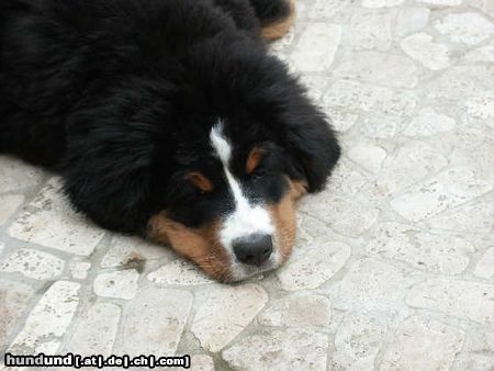 Berner Sennenhund pup 020502