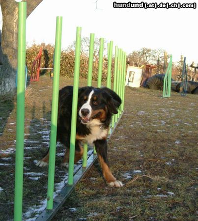 Berner Sennenhund Quinius von Wiesmadern beim Agilitytraining