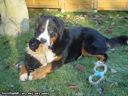 Berner Sennenhund Sam_Dodo