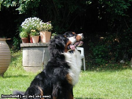 Berner Sennenhund Scarlet und Bonita