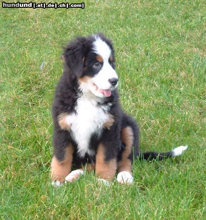 Berner Sennenhund Stella als Welpe