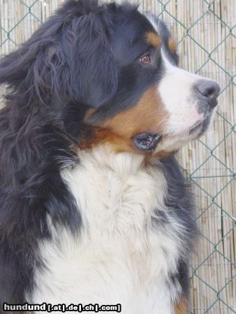 Berner Sennenhund Berner sennen vom Adlerhorst