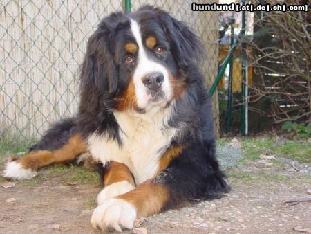 Berner Sennenhund Berner sennen vom Adlerhorst