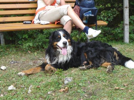 Berner Sennenhund Endlich Pause