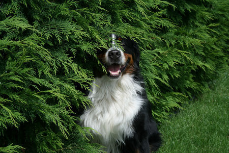 Berner Sennenhund