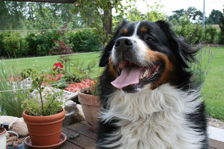 Berner Sennenhund