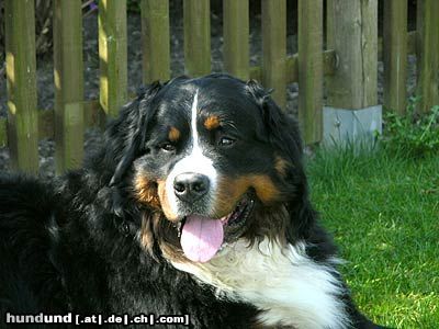 Berner Sennenhund Toni (3 Jahre)