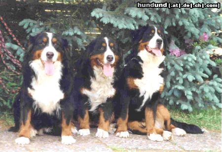 Berner Sennenhund Berner sennen vom Adlerhorst