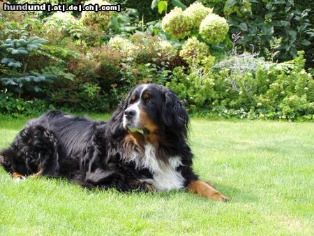 Berner Sennenhund tis is my bernesemountaindog UTAH