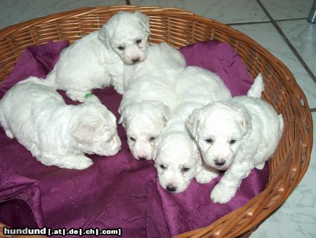 Bichon Frisé Vom Stiefeler-schloss