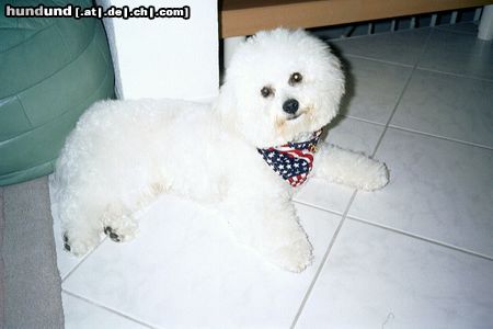 Bichon Frisé Das ist Quincy Leo Prinz vom Stiefeler Schloss genannt Leo