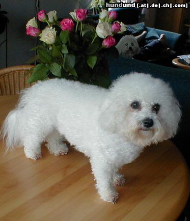 Bichon Frisé Schneeflocke in weiss!!!