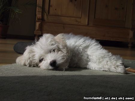 Bichon Frisé Roxi - *stoned*