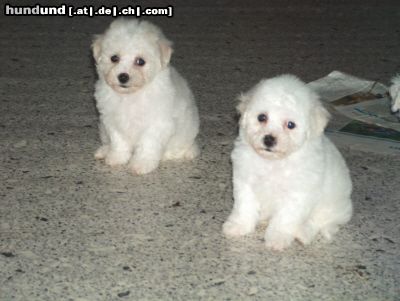 Bichon Frisé Vom Stiefeler-Schloss