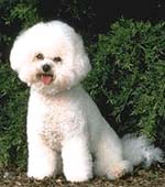 Bichon Frisé