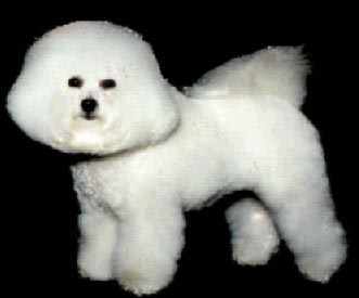 Bichon Frisé