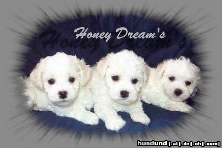 Bichon Frisé drei hochtypische  Honey Dream's Welpen