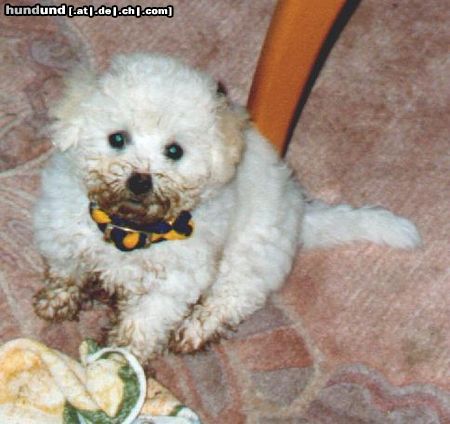 Bichon Frisé Arielle als Baby nach der Hilfe im Garten