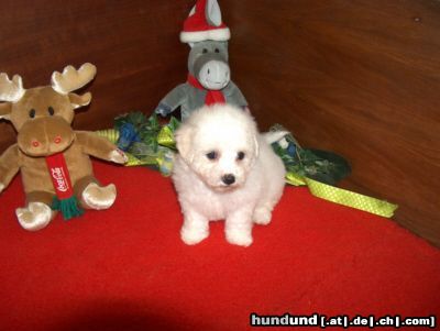 Bichon Frisé bichon frise