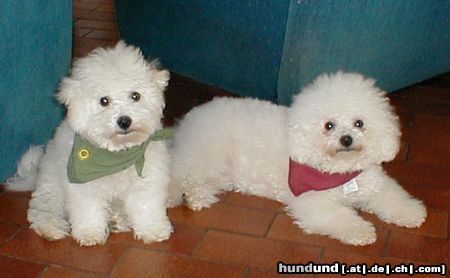 Bichon Frisé Arielle und Benni kurz nach Benni´s Einzug hier im Haus