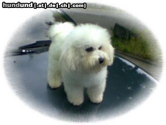 Bichon Frisé Vom Stiefeler-Schloss