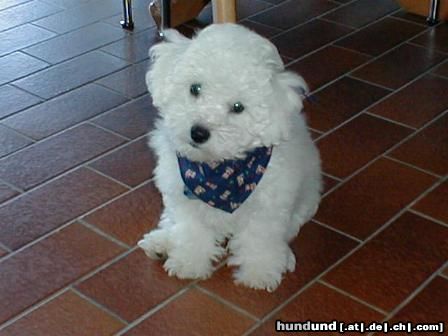 Bichon Frisé Benni als Baby mit ca. 3 Monaten 