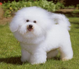 Bichon Frisé