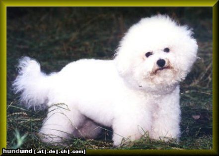 Bichon Frisé Charly ist ein sehr erfolgreicher Show und Zucht Bichon frise in Deutschland. Er ist superlieb und beteiligt sich an der Aufzucht seiner Welpen maßgeblich