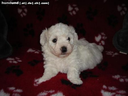 Bichon Frisé vom Adlerhorst