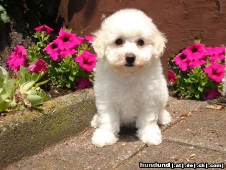 Bichon Frisé vom Adlerhorst