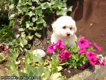 Bichon Frisé vom Adlerhorst