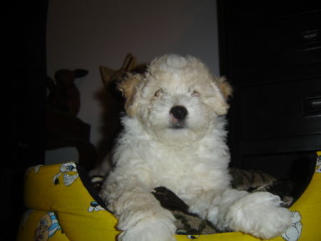 Bichon Frisé Pimpinha in her bed